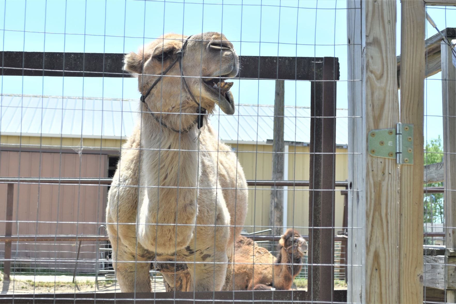 Camel-donia Zoo